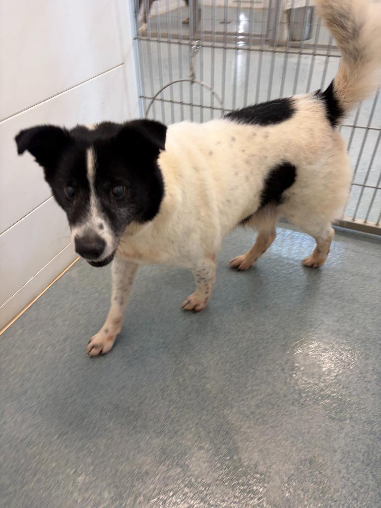 Cooper, Adoptable, Senior Male Mixed Breed.