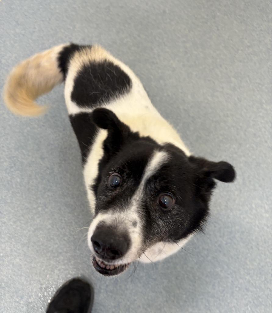 Enlarge Cooper, a Adoptable mixed breed in Portland, IN image 2/4