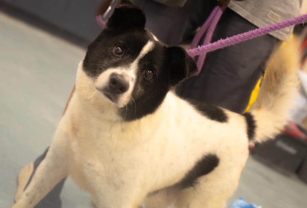 Cooper, a Adoptable mixed breed in Portland, IN image 3/4