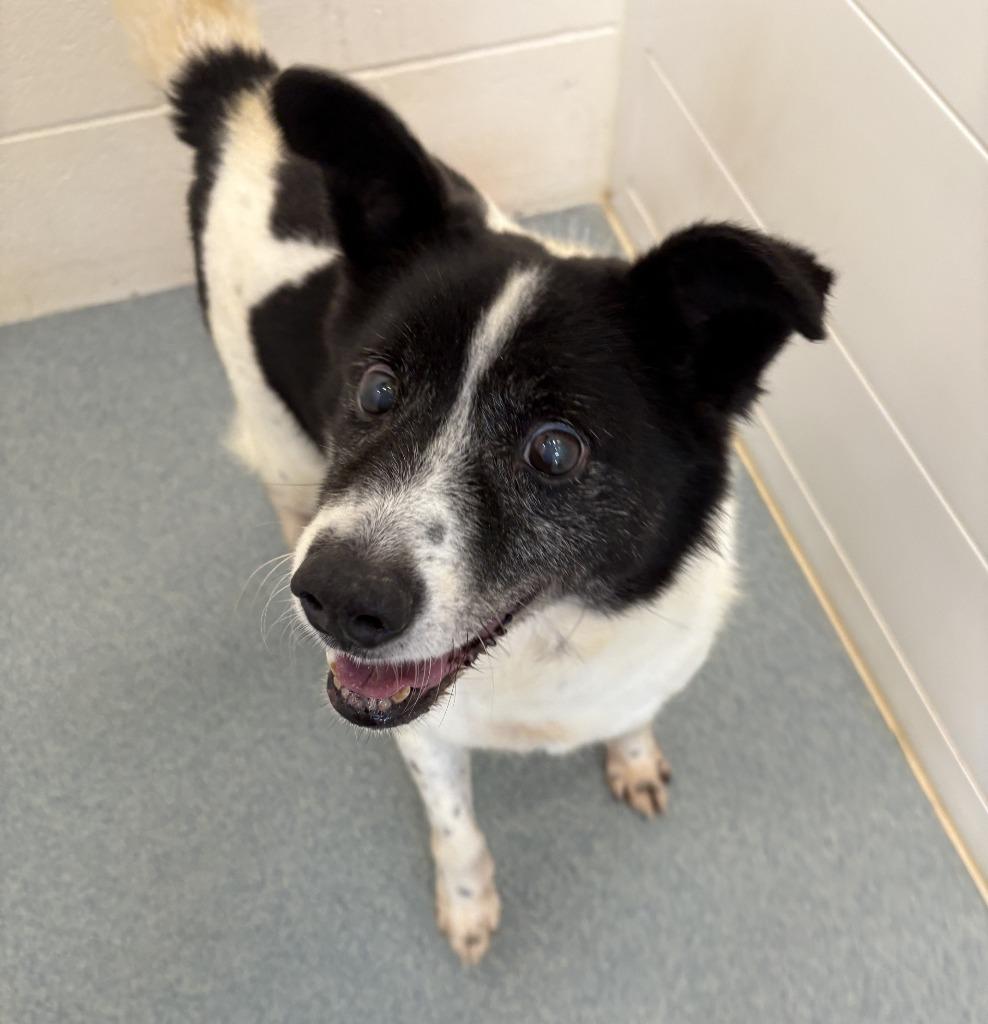 Cooper, a Adoptable mixed breed in Portland, IN image 4/4