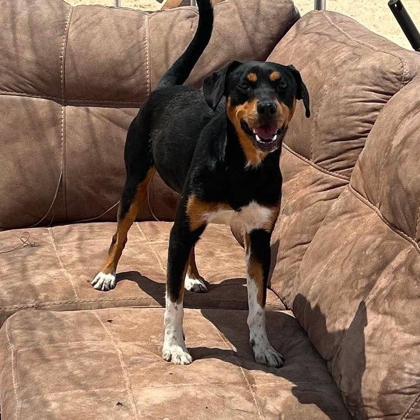 Dakota, Adoptable, Adult Female Mixed Breed & Mixed Breed.
