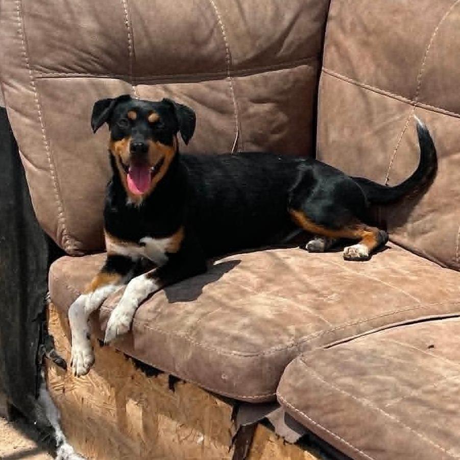 Enlarge Dakota, a Adoptable mixed breed in Odessa, TX image 2/2