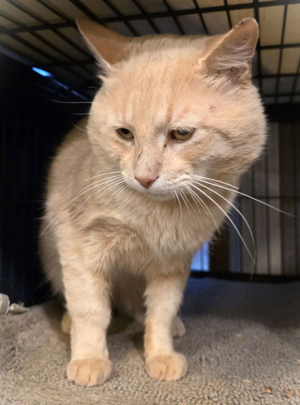 Professor Pumpkin Paws, Adoptable, Adult Male Domestic Short Hair.