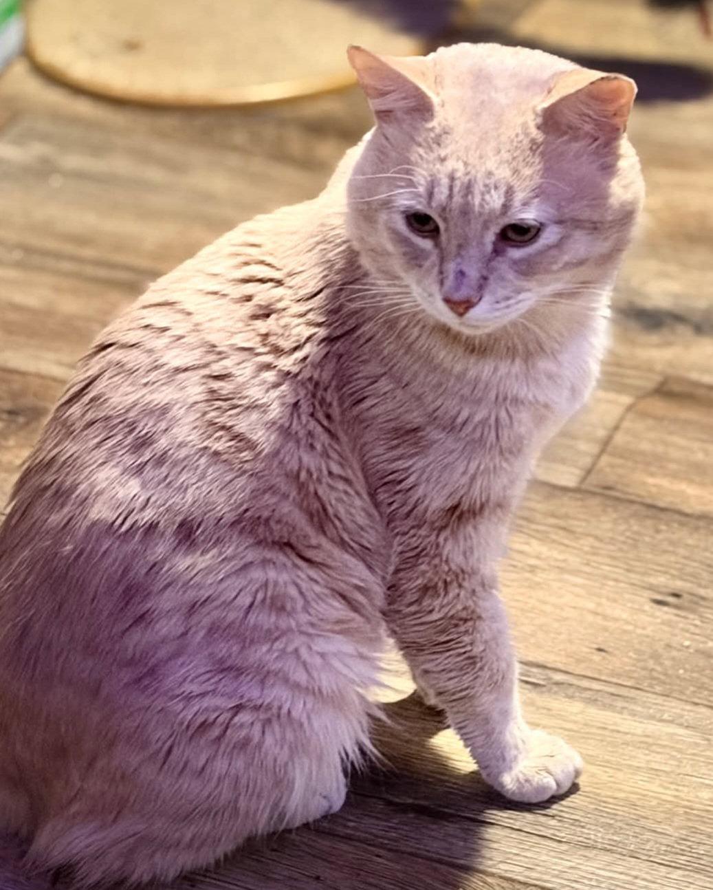 Professor Pumpkin Paws, a Adoptable Domestic Short Hair in Trenton, NJ image 2/3