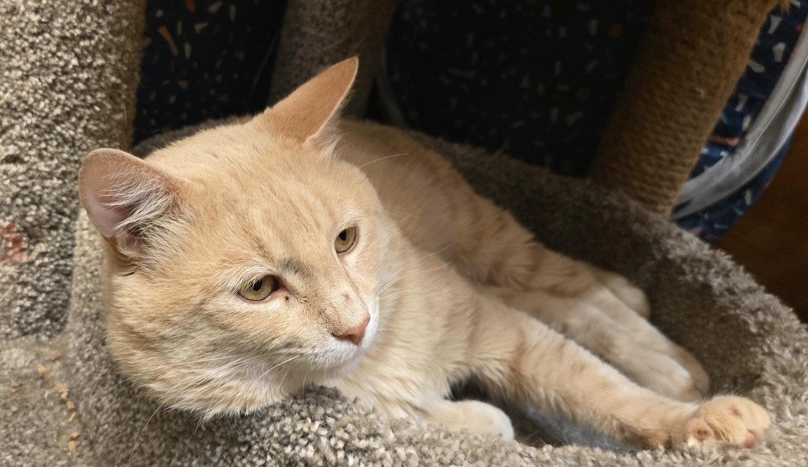 Professor Pumpkin Paws, a Adoptable Domestic Short Hair in Trenton, NJ image 3/3
