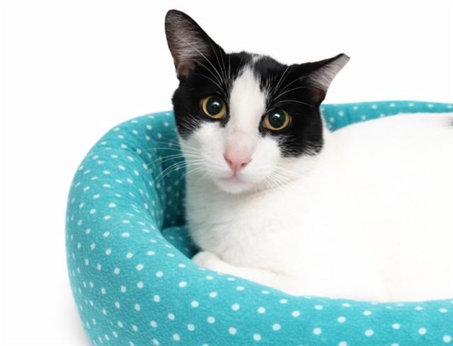 Enlarge OREO, a Adoptable Domestic Short Hair in Fort Lauderdale, FL image 1/1