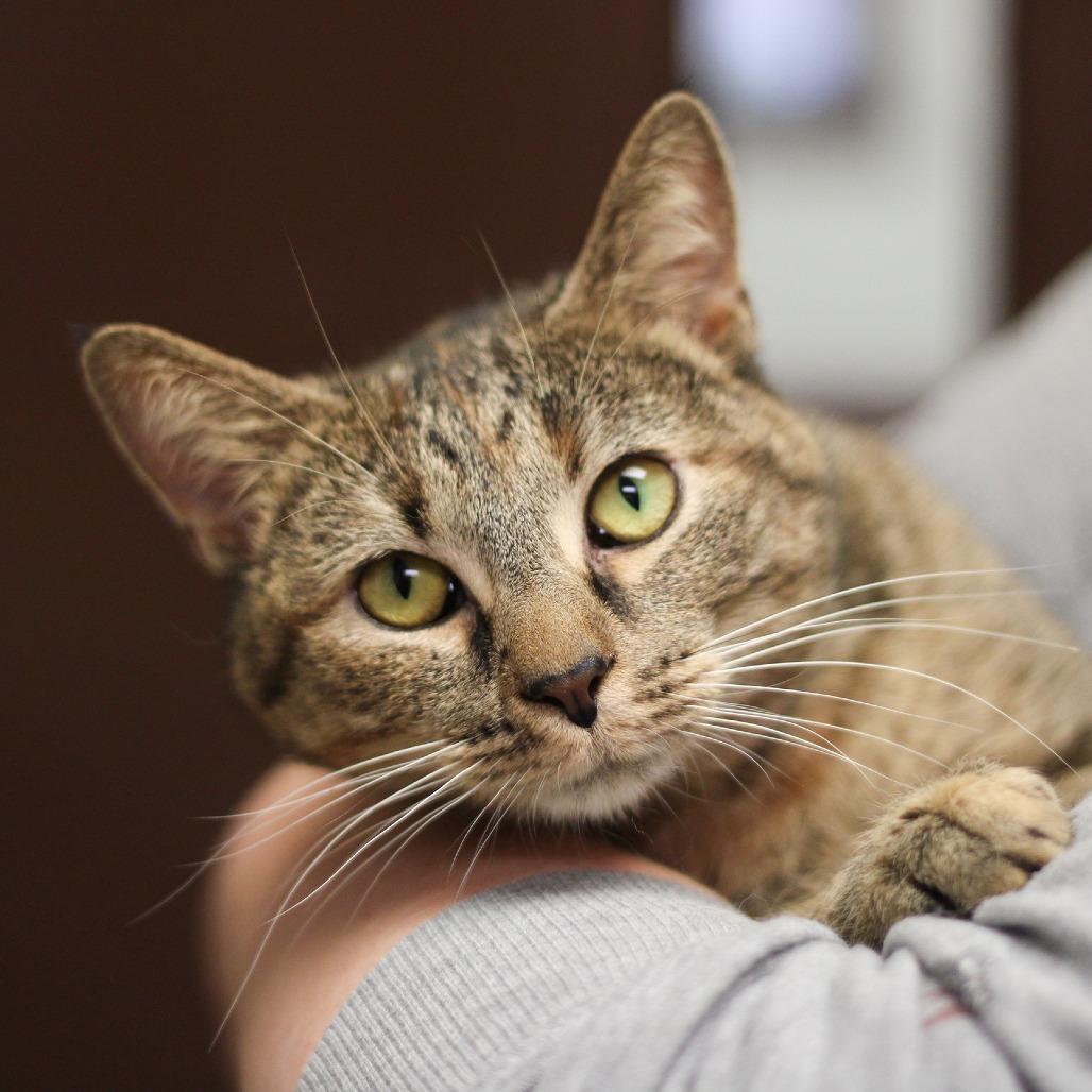 Cannoli, Adoptable, Adult Female Domestic Short Hair.