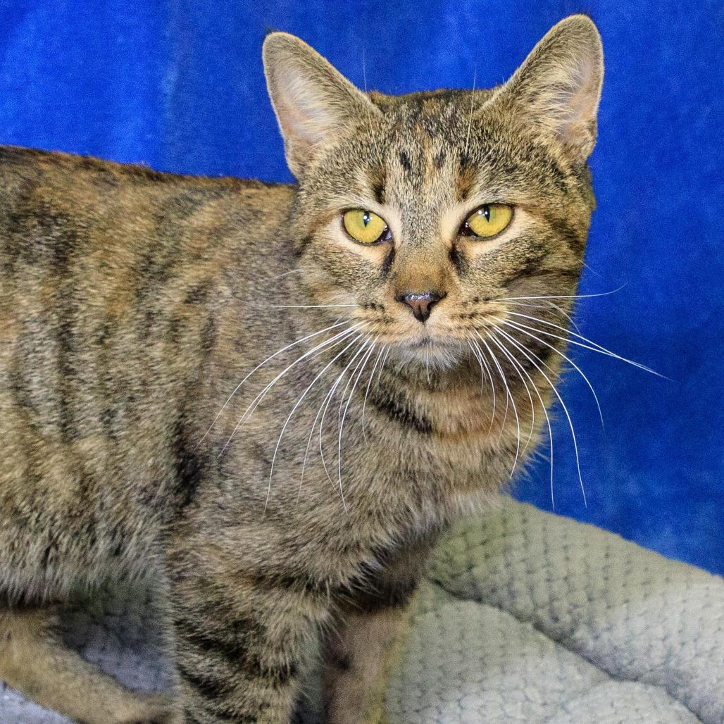 Enlarge Cannoli, a Adoptable Domestic Short Hair in Versailles, KY image 2/3
