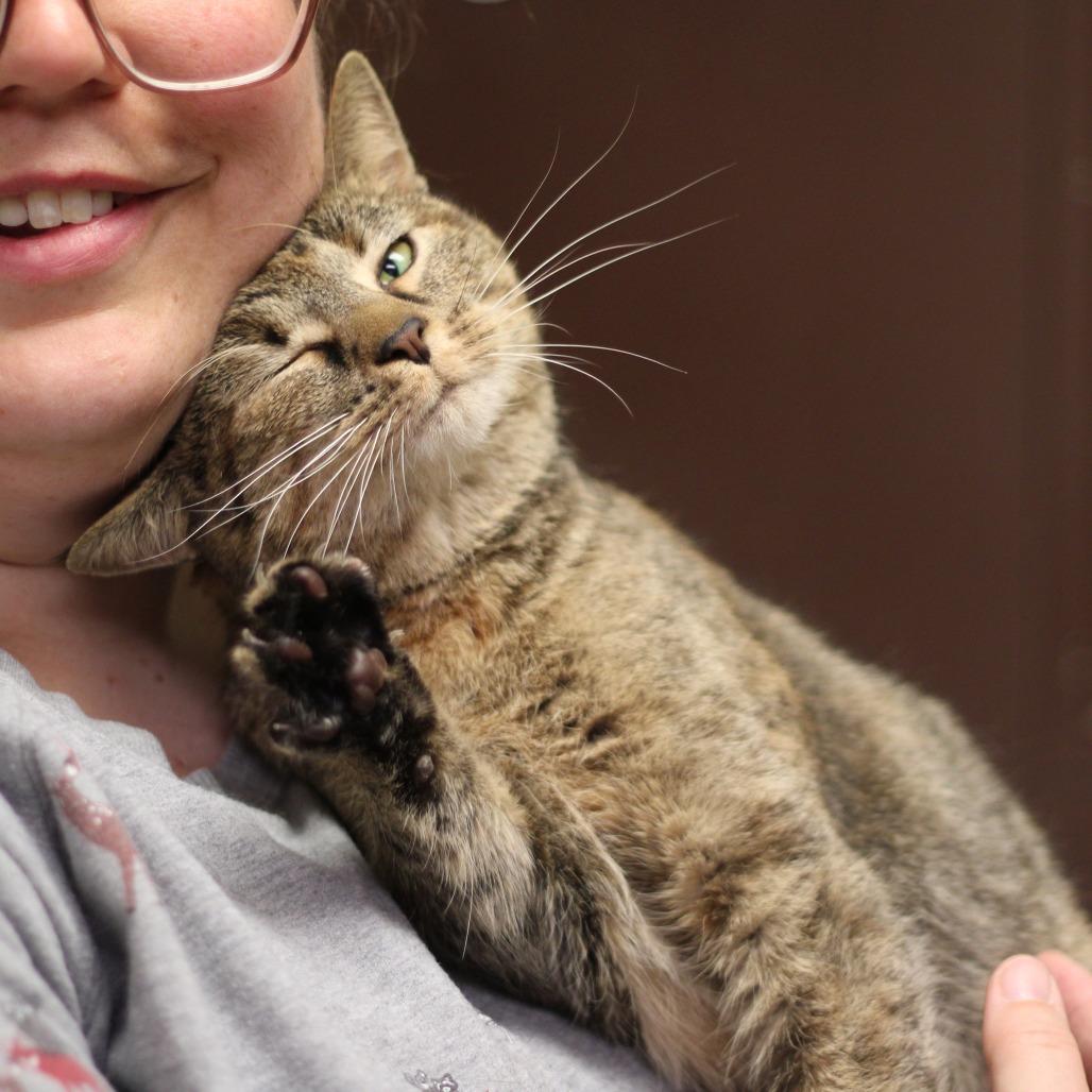 Enlarge Cannoli, a Adoptable Domestic Short Hair in Versailles, KY image 3/3