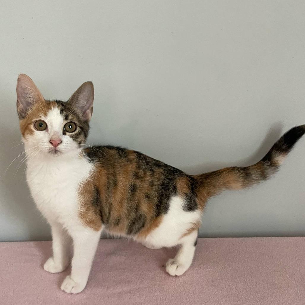 Fairy Charm, Young Female Domestic Short Hair