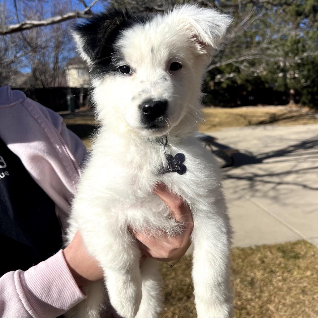 Enlarge Celeste, a Adoptable mixed breed in Fort Collins, CO image 1/4