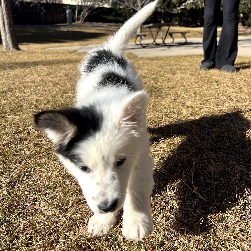Enlarge Celeste, a Adoptable mixed breed in Fort Collins, CO image 2/4