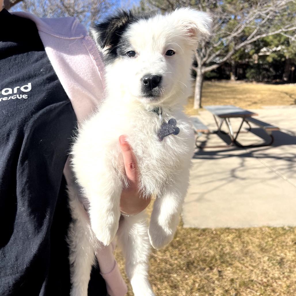 Enlarge Celeste, a Adoptable mixed breed in Fort Collins, CO image 3/4