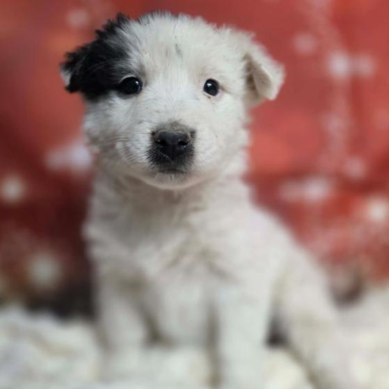 Enlarge Celeste, a Adoptable mixed breed in Fort Collins, CO image 4/4