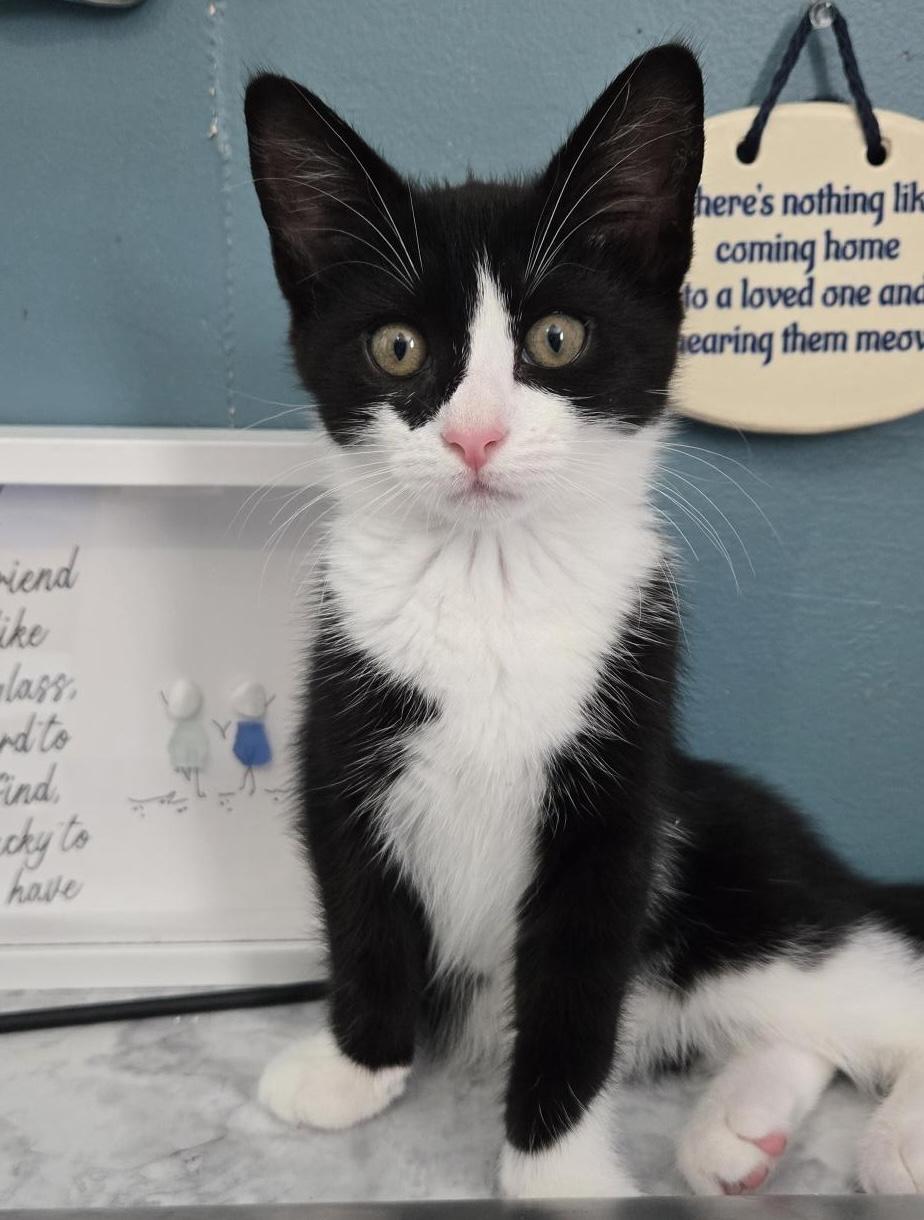 Cannoli, a ADOPTABLE Domestic Short Hair in Colonia, NJ image 2/4