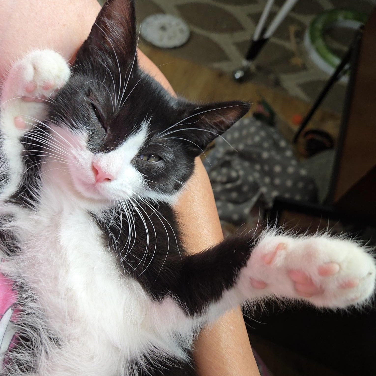Cannoli, a ADOPTABLE Domestic Short Hair in Colonia, NJ image 3/4