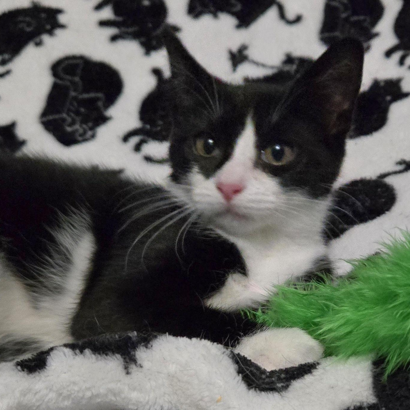 Cannoli, a ADOPTABLE Domestic Short Hair in Colonia, NJ image 4/4