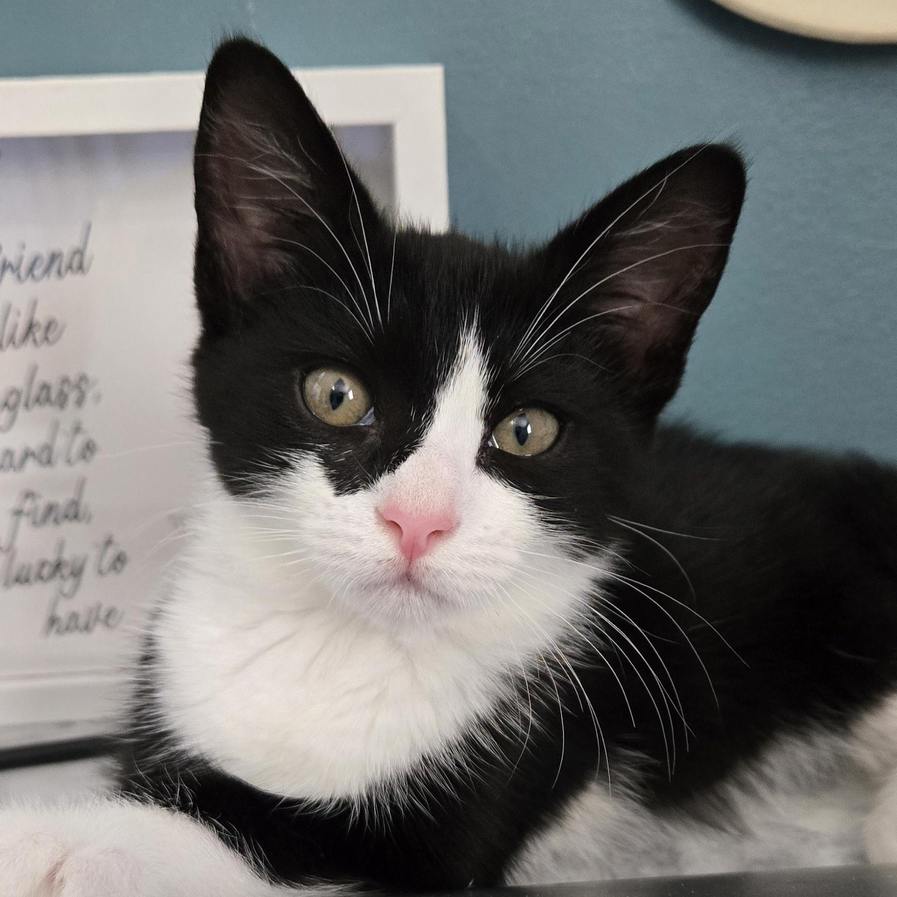 Cannoli, a ADOPTABLE Domestic Short Hair in Colonia, NJ image 1/4