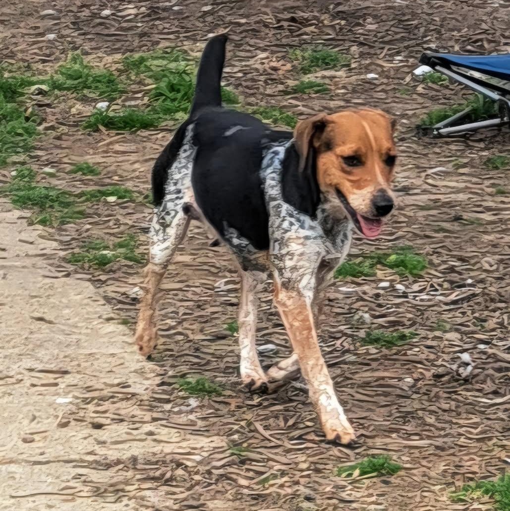 Hazel — thumbnail 2