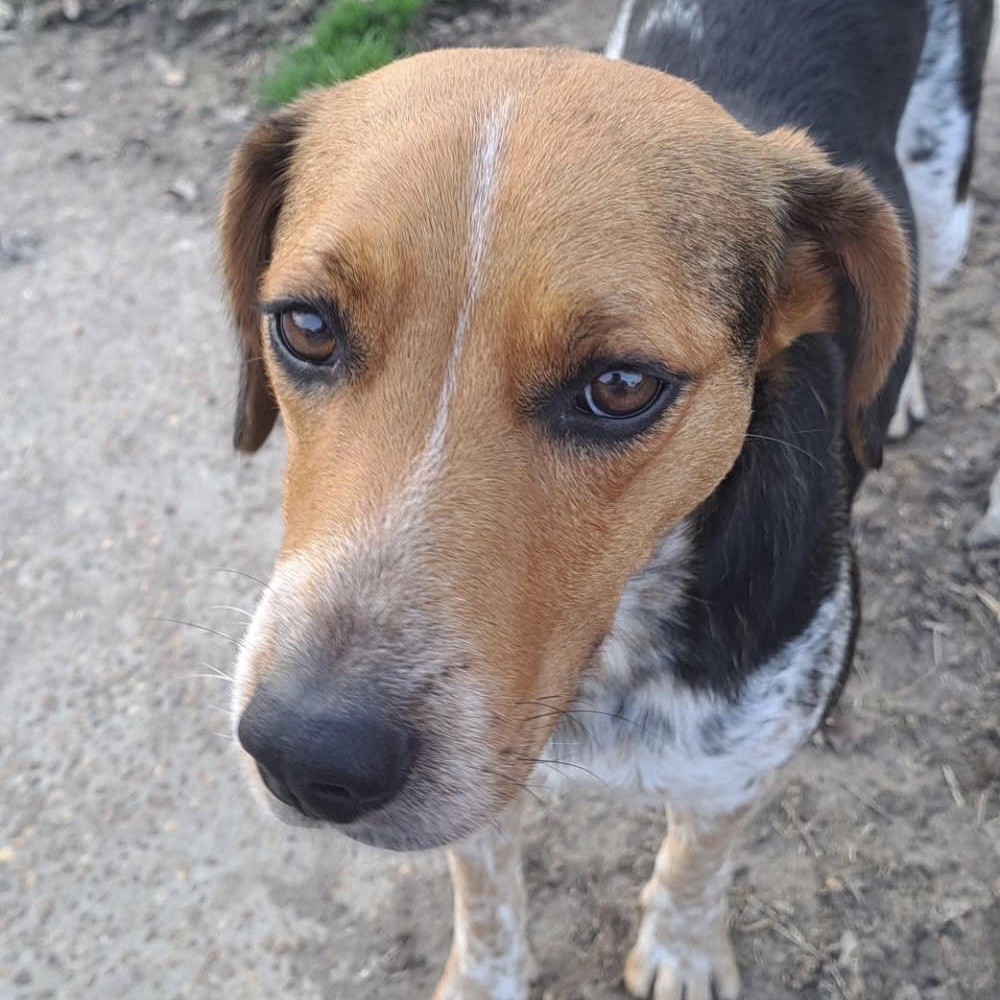 Hazel — thumbnail 3