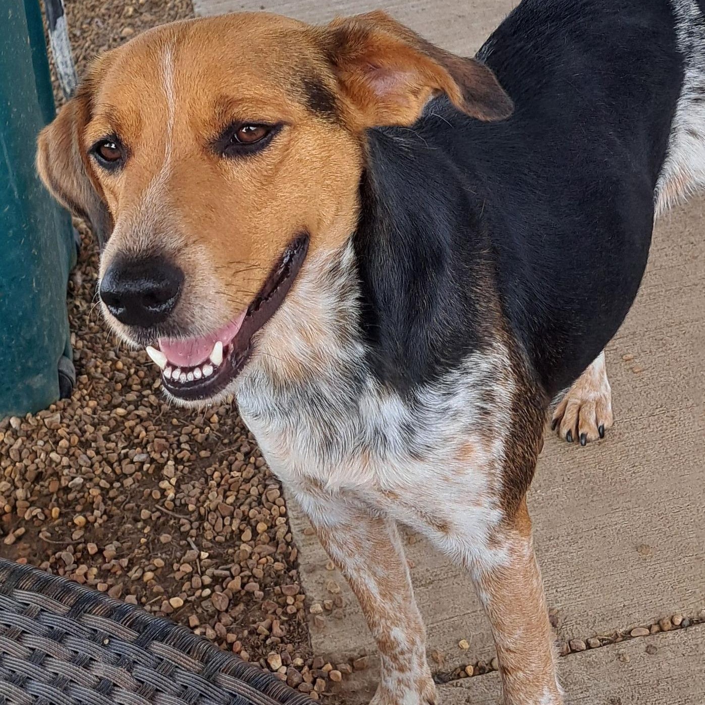 Hazel — thumbnail 4