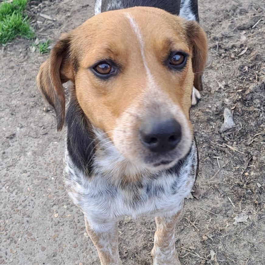 Hazel — thumbnail 5