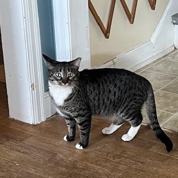 EASTON, Adoptable, Young Female Domestic Short Hair.