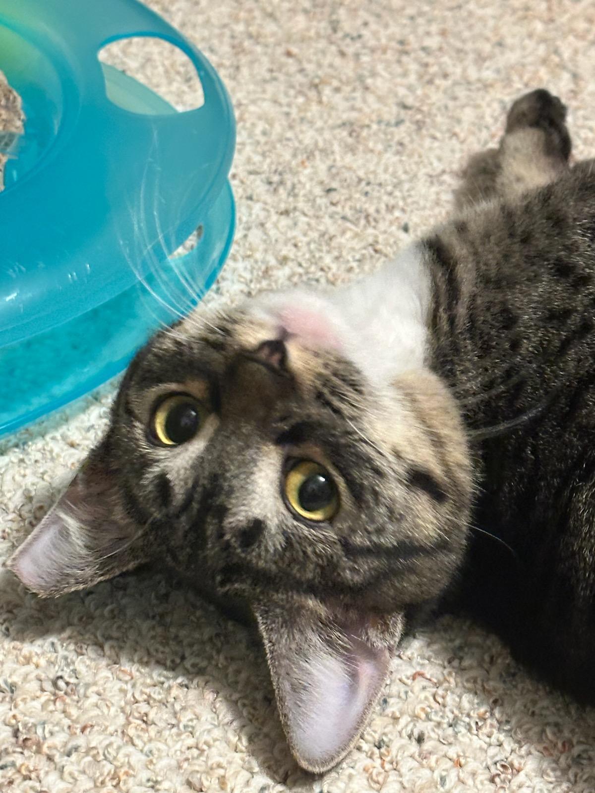 Enlarge EASTON, a Adoptable Domestic Short Hair in Owatonna, MN image 3/5