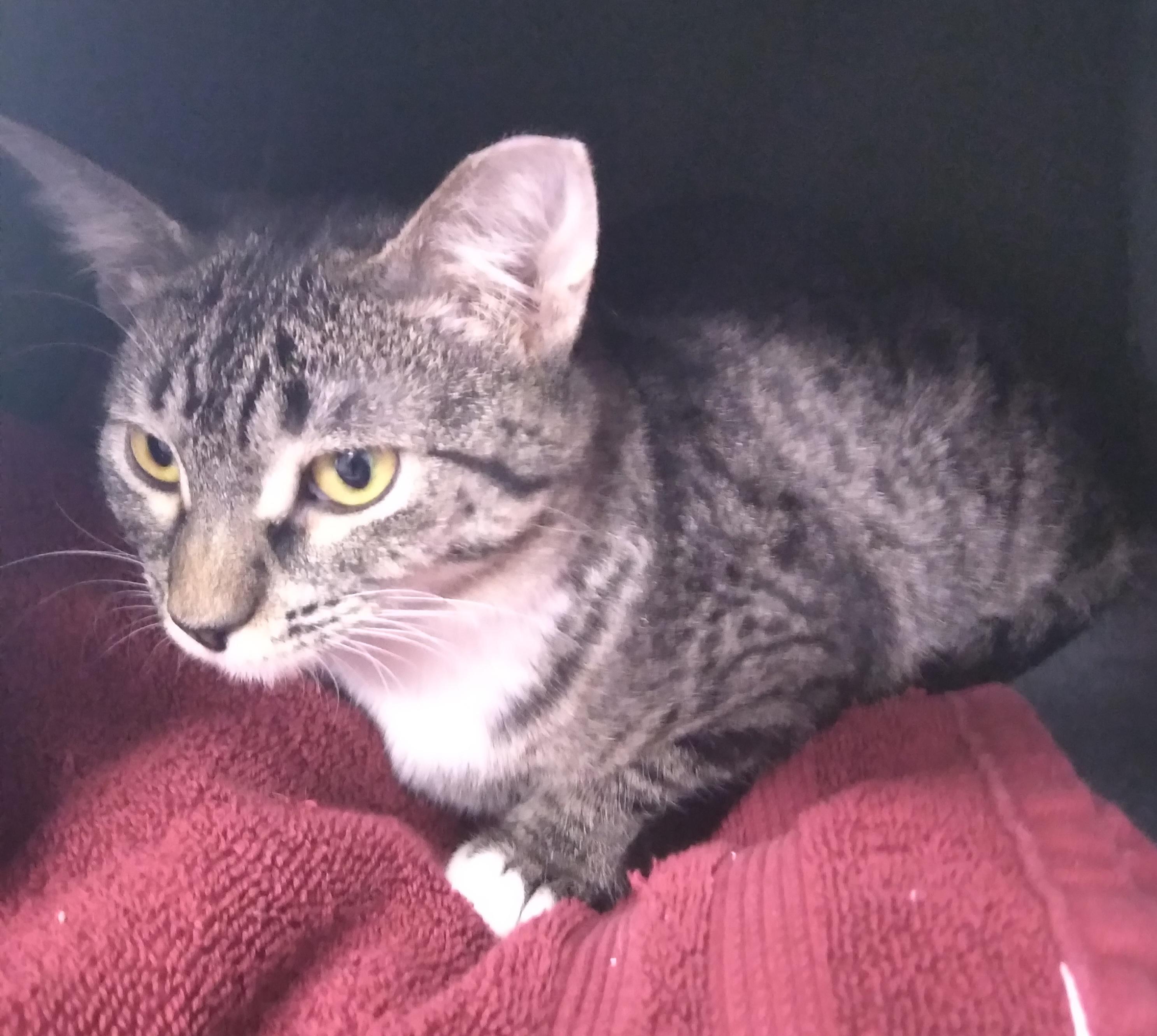 Enlarge EASTON, a Adoptable Domestic Short Hair in Owatonna, MN image 5/5