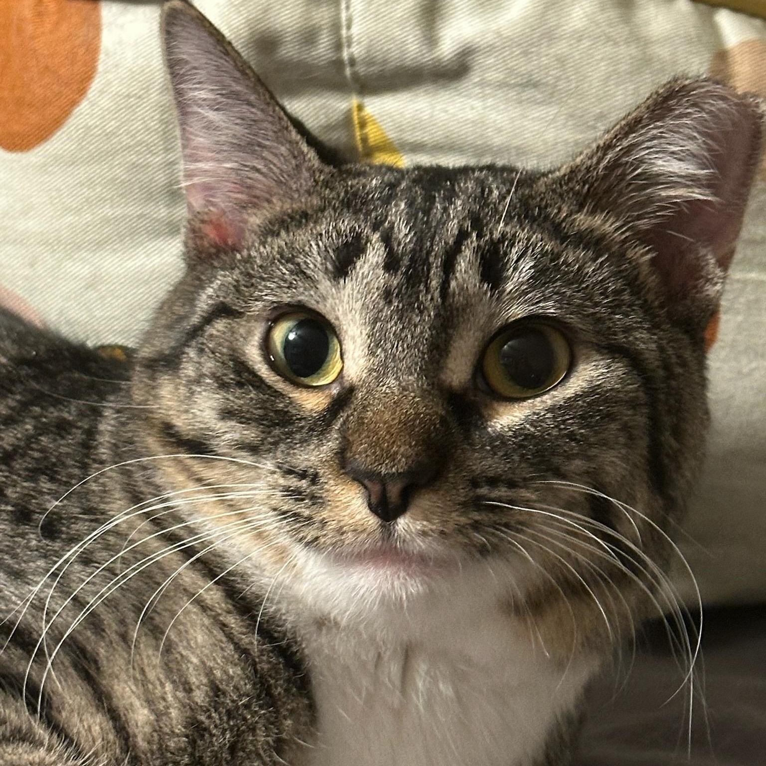 Enlarge EASTON, a Adoptable Domestic Short Hair in Owatonna, MN image 2/5