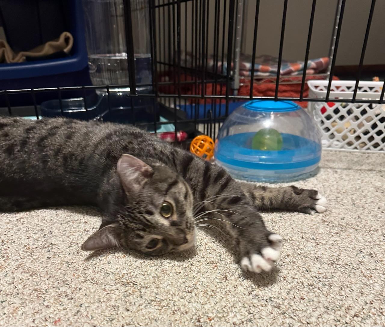 Enlarge EASTON, a Adoptable Domestic Short Hair in Owatonna, MN image 4/5