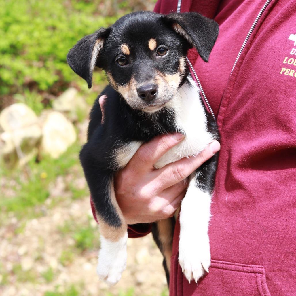 CT Marilyn avail May 16 (Tractor Supply- Putnam, CT), Adoptable, Puppy Female Shepherd & Hound.