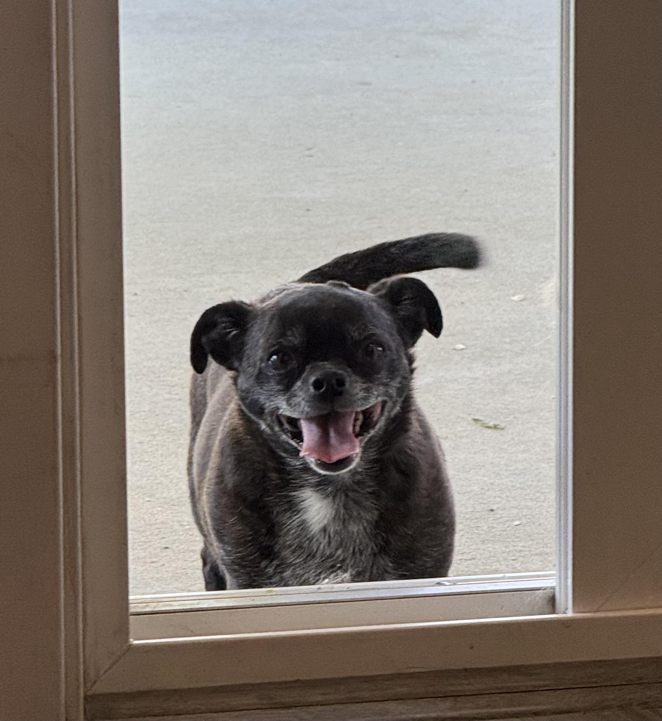 Enlarge Oso, an adopted Chihuahua in Boise, ID image 4/4