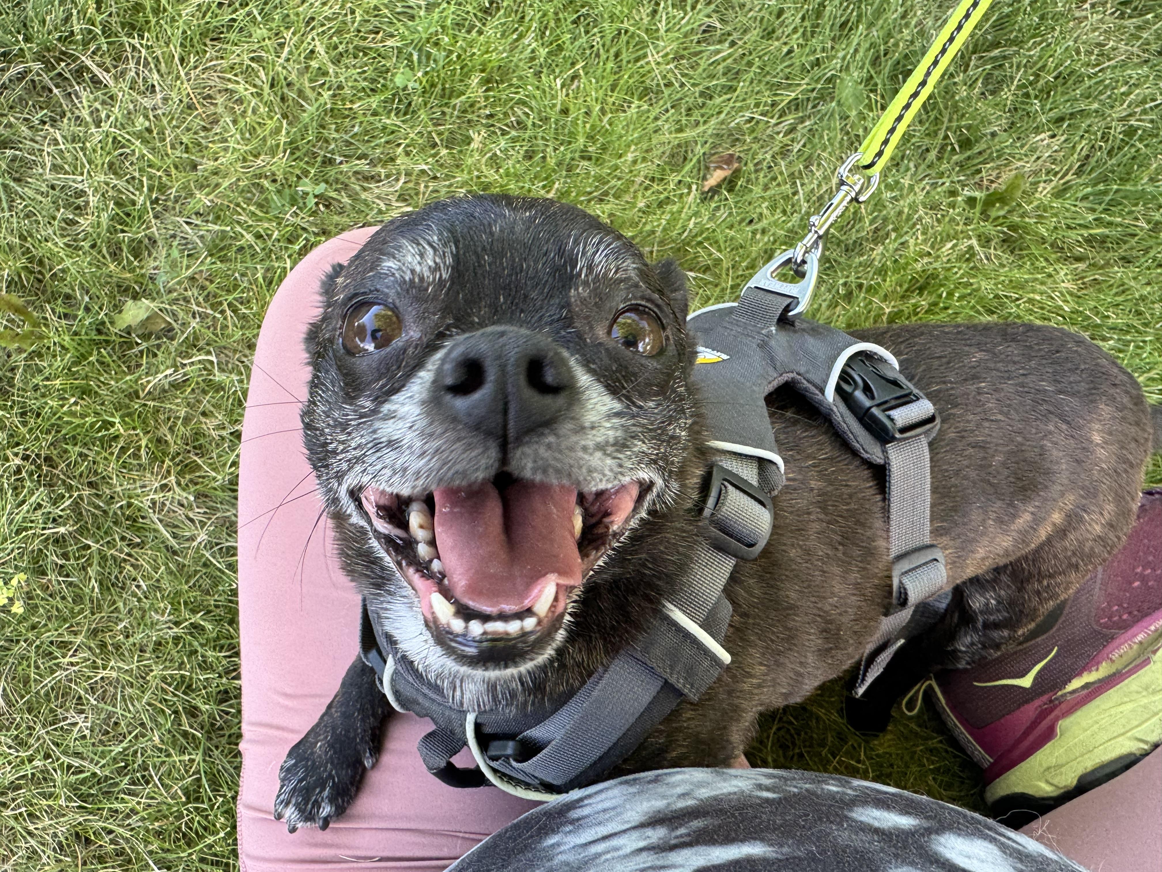 Enlarge Oso, an adopted Chihuahua in Boise, ID image 3/4