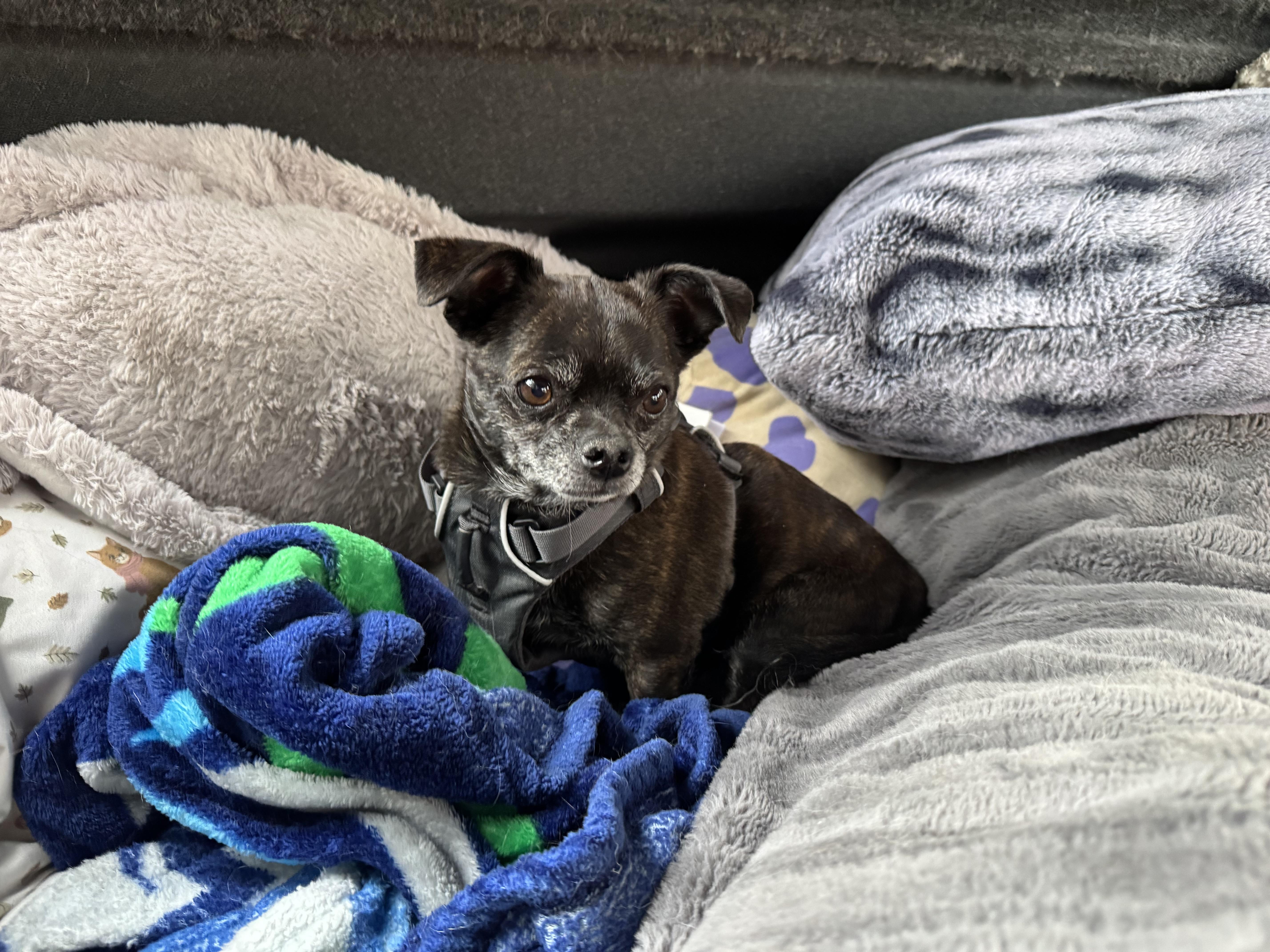 Enlarge Oso, an adopted Chihuahua in Boise, ID image 2/4