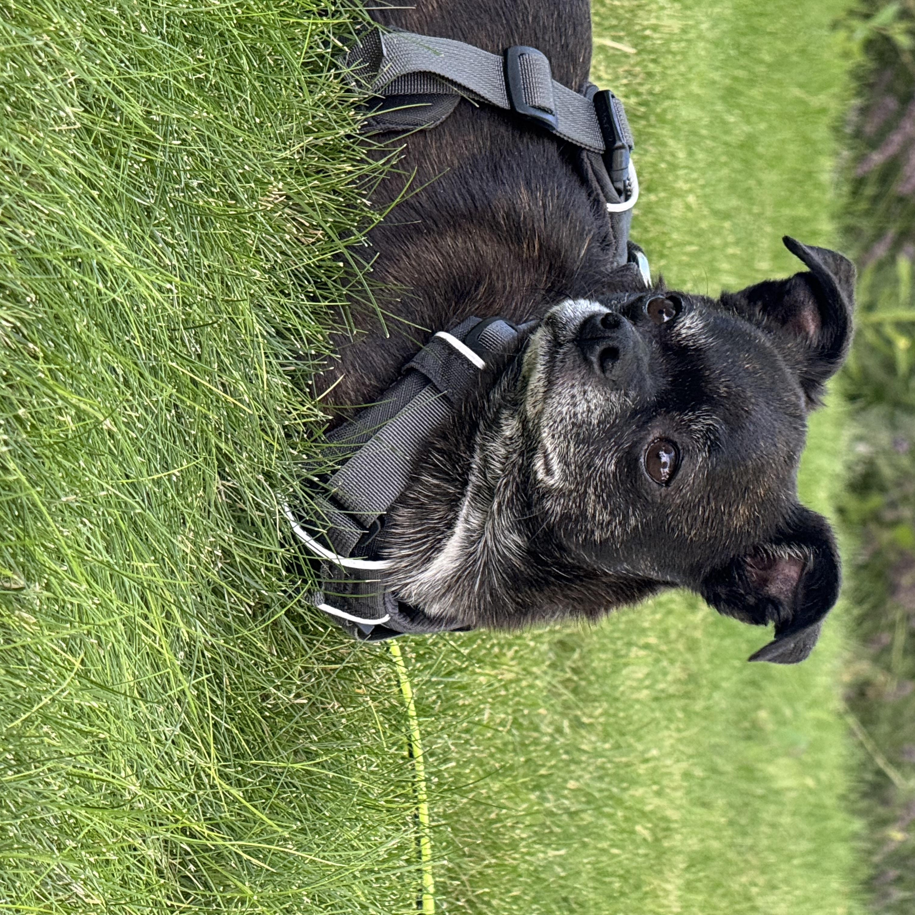 Oso, adopted, Adult Male Chihuahua.