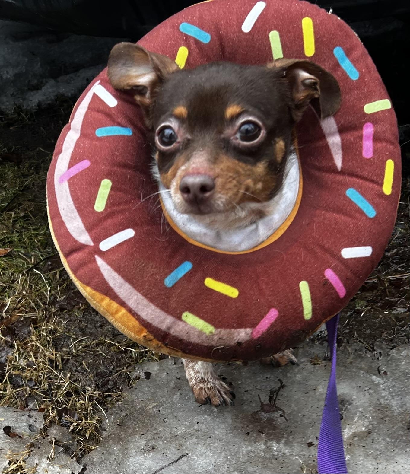 Enlarge Kahlua , an adopted mixed breed in Oak Ridge, NJ image 1/3