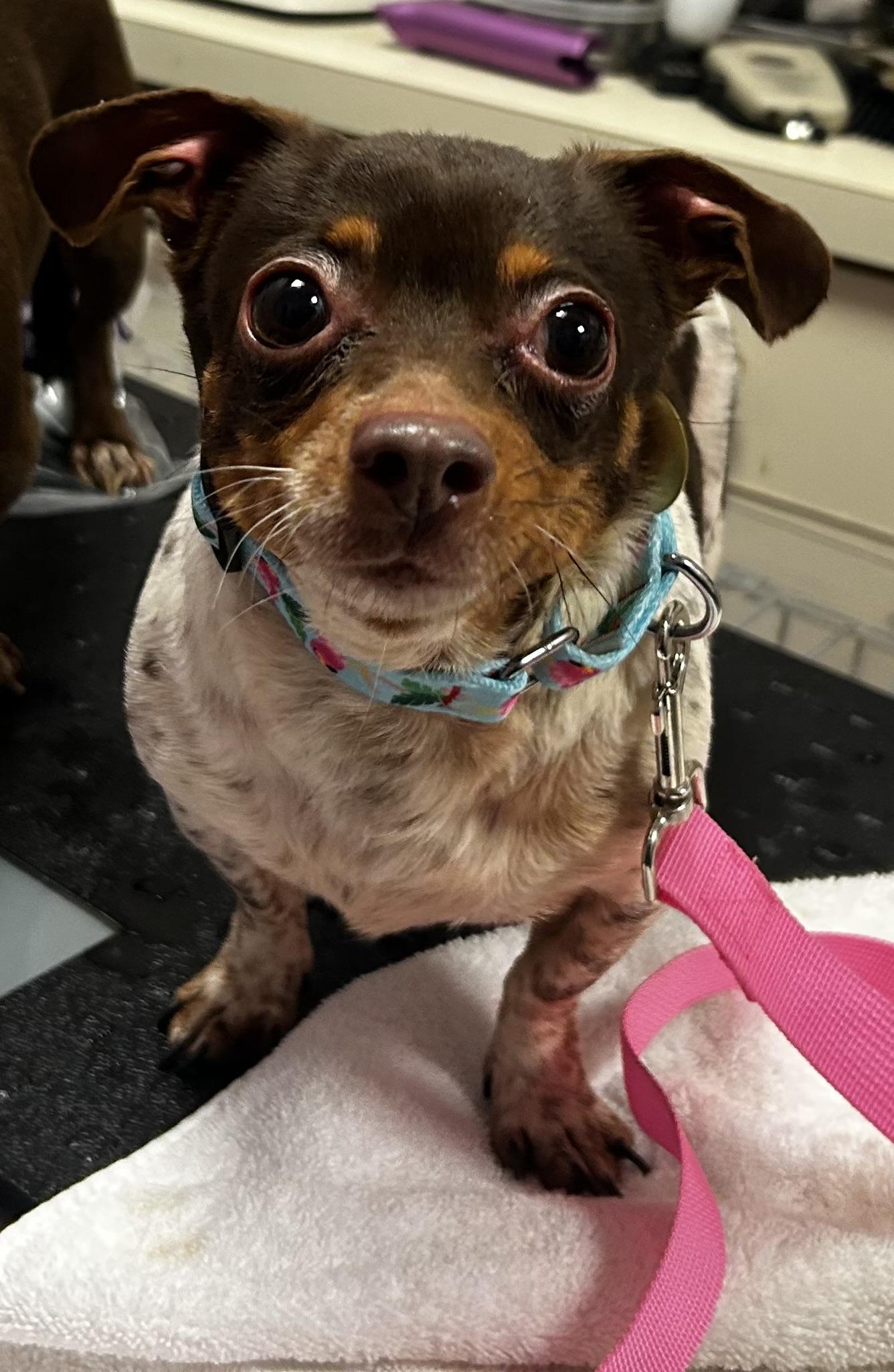 Enlarge Kahlua , an adopted mixed breed in Oak Ridge, NJ image 2/3