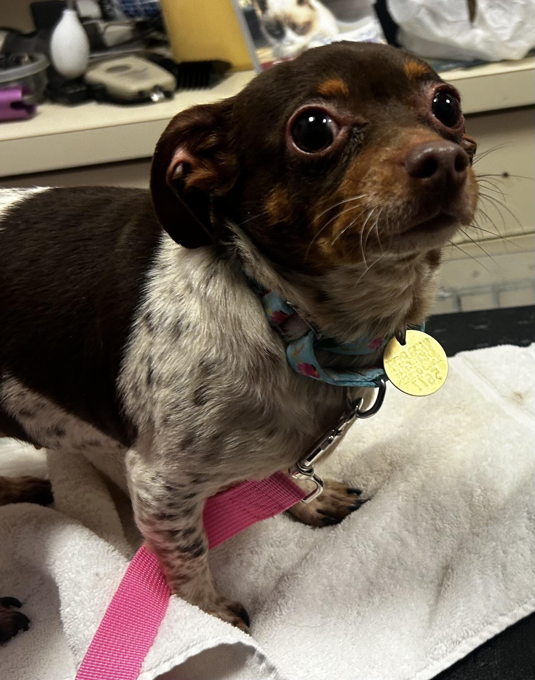 Enlarge Kahlua , an adopted mixed breed in Oak Ridge, NJ image 3/3