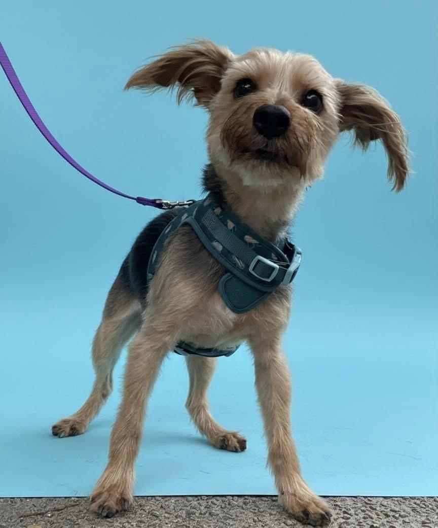Enlarge Harry, an adopted Yorkshire Terrier in Palm springs, FL image 1/1