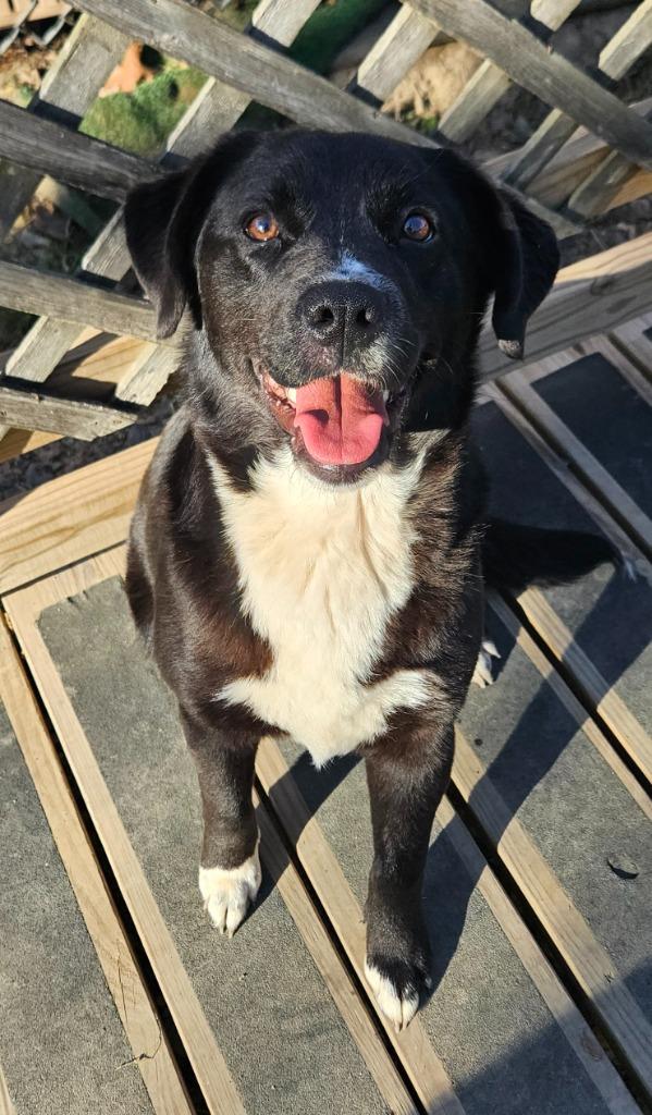 Petunia, Adopted, Puppy Female Labrador Retriever & Mixed Breed.