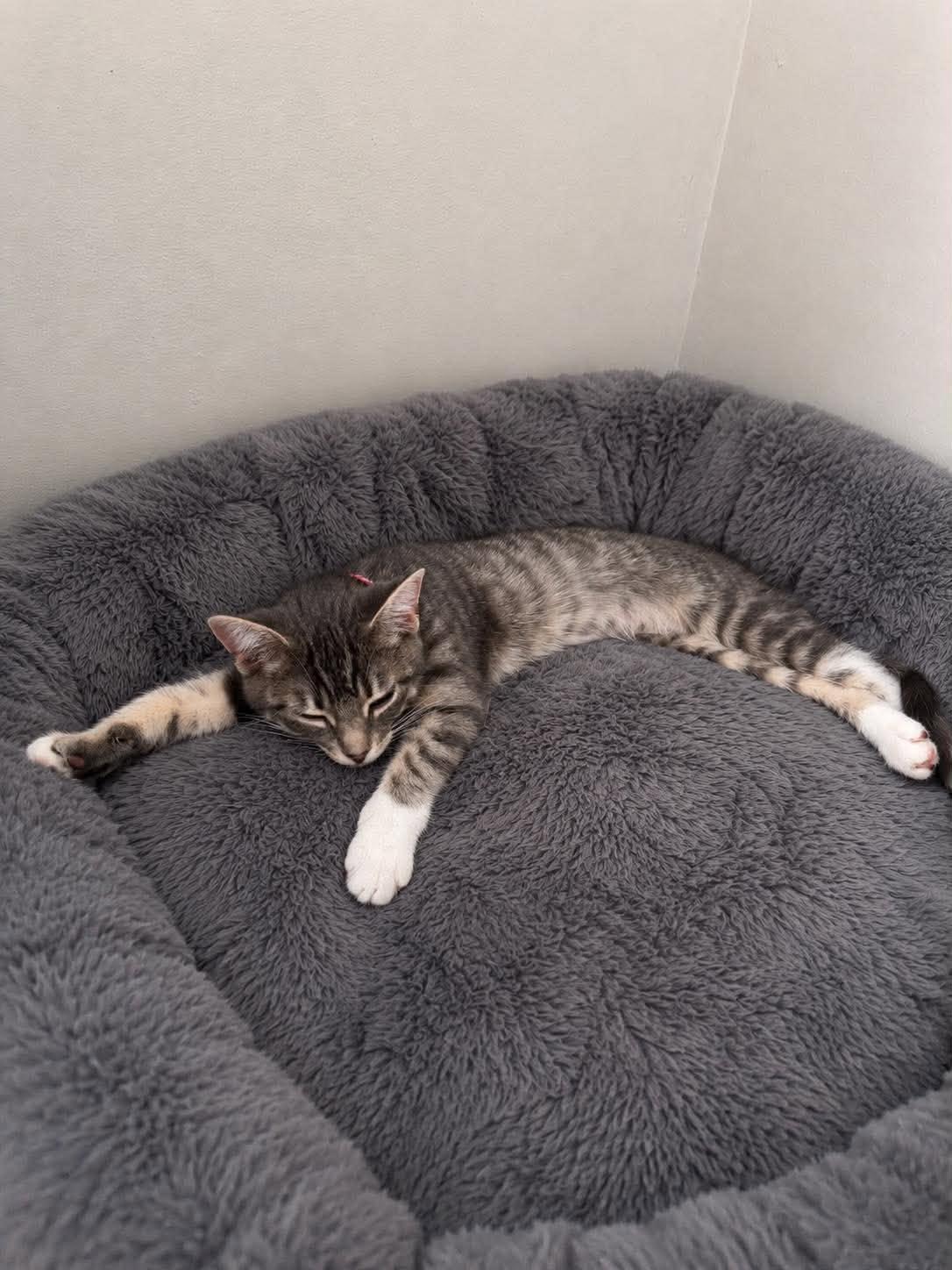 Enlarge MOUNTAIN DEW, an adopted Domestic Short Hair in Tillsonburg, ON image 1/4