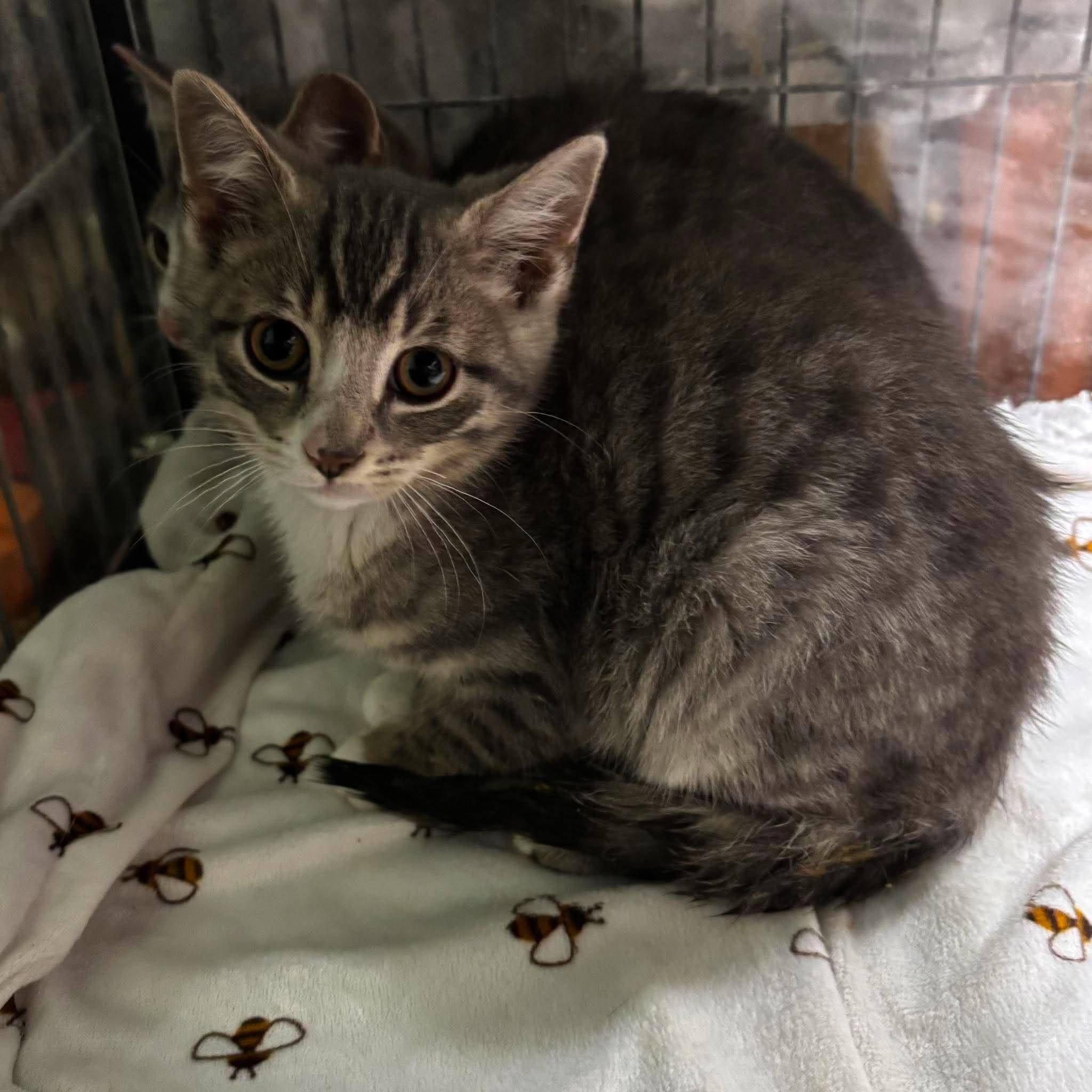 MOUNTAIN DEW, a Adoptable Domestic Short Hair in Tillsonburg, ON image 1/3