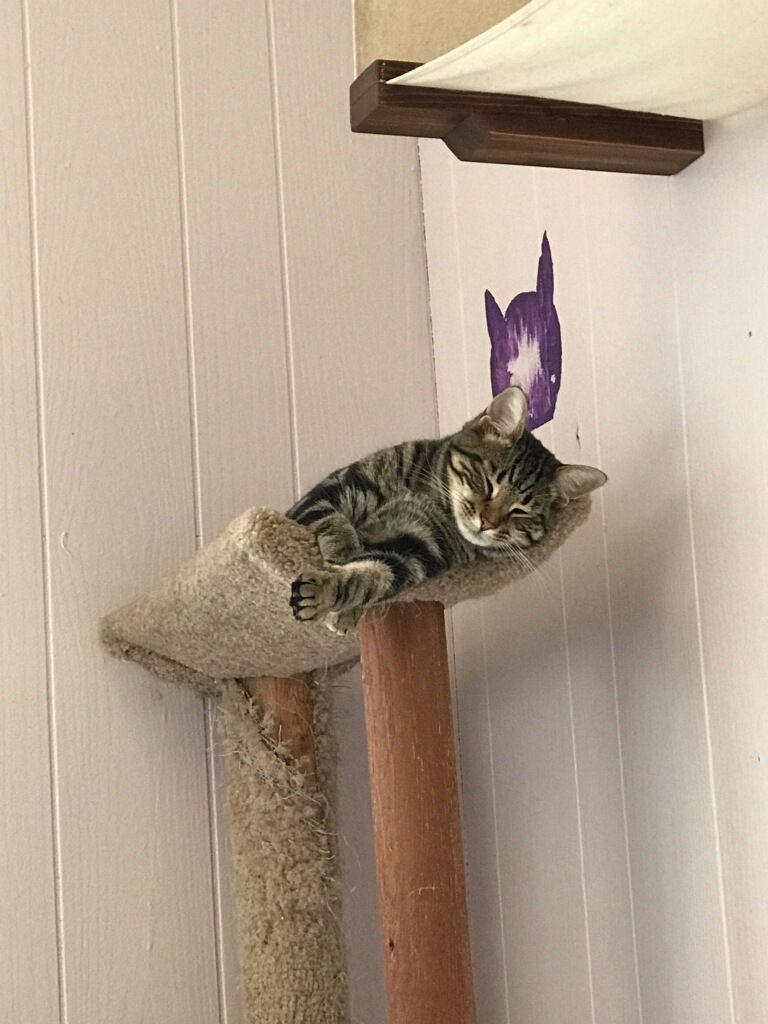 Genesis, a Adoptable Tabby in Cuyahoga Falls, OH image 1/3