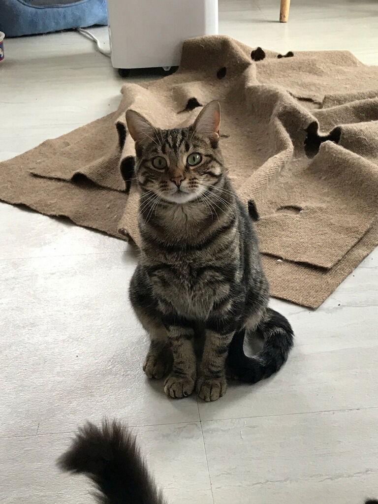 Genesis, a Adoptable Tabby in Cuyahoga Falls, OH image 2/3