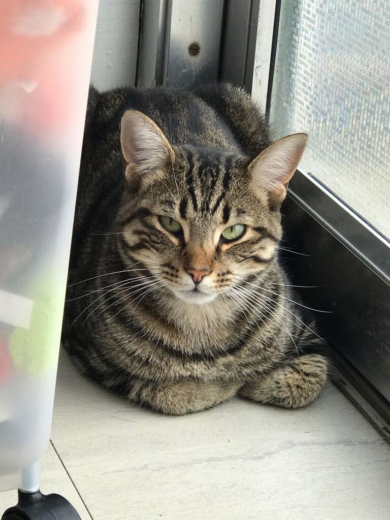 Genesis, a Adoptable Tabby in Cuyahoga Falls, OH image 3/3