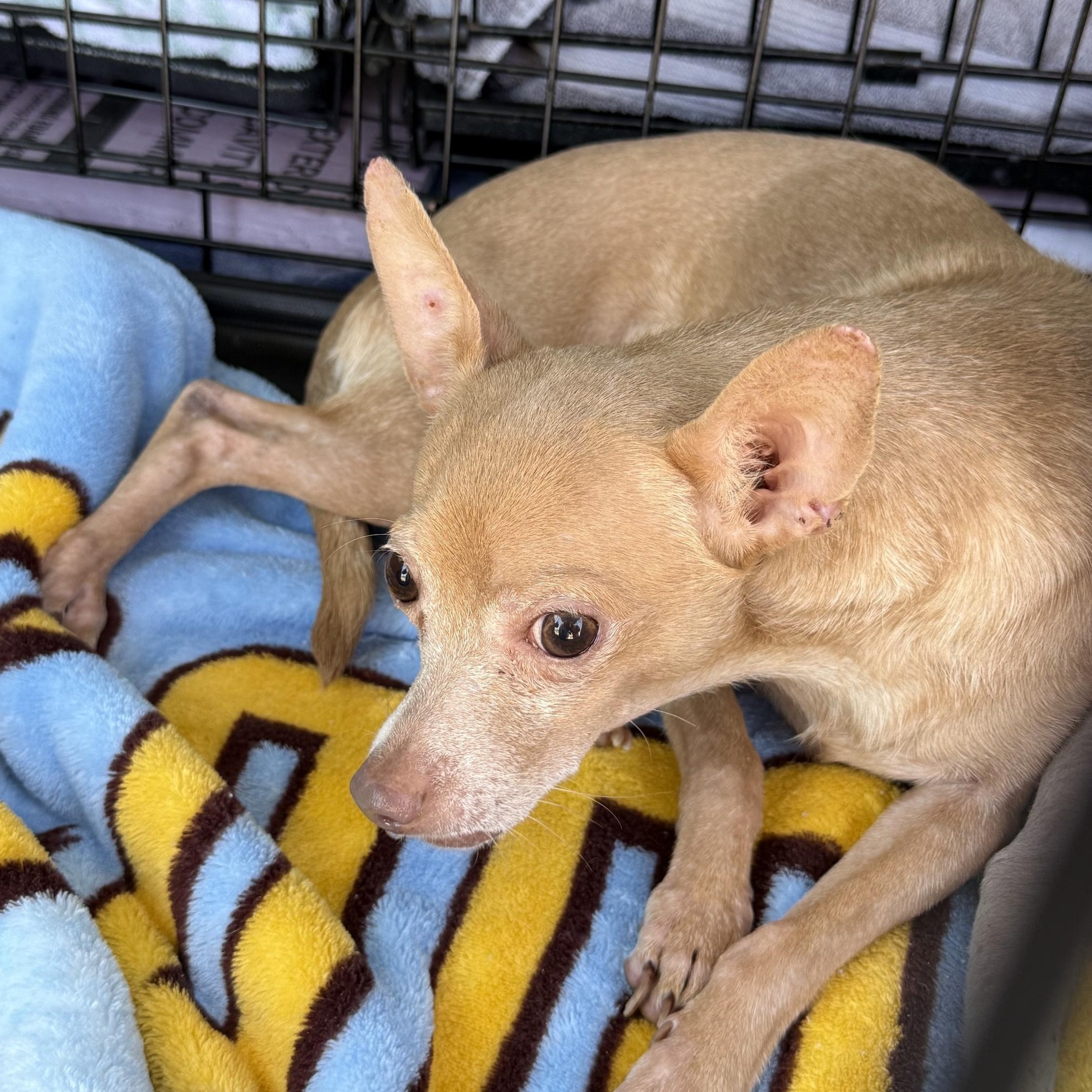 Enlarge Terry, a Adoptable Chihuahua in Blue Springs, MO image 1/1