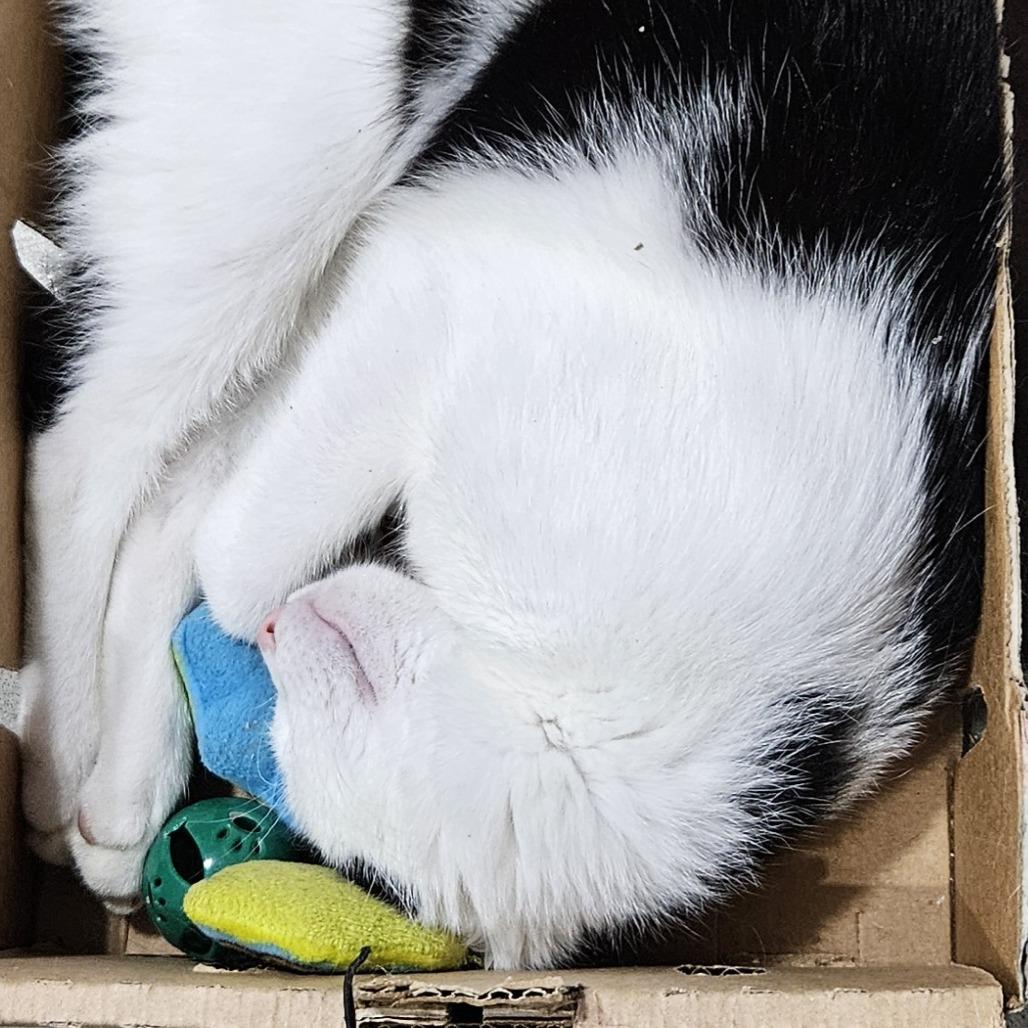 Enlarge Shucks, a Adoptable Domestic Short Hair in Edwardsville, IL image 1/3