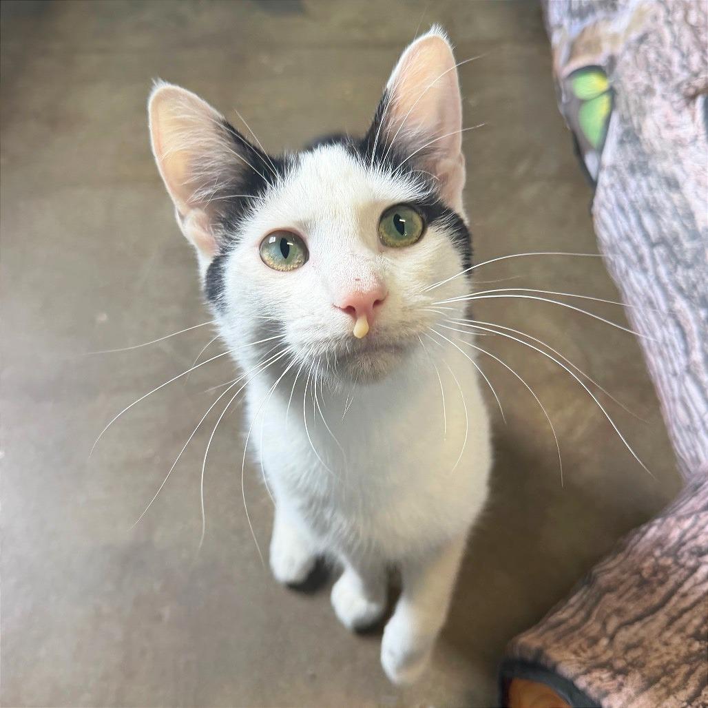 Shucks, a Adoptable Domestic Short Hair in Edwardsville, IL image 2/6