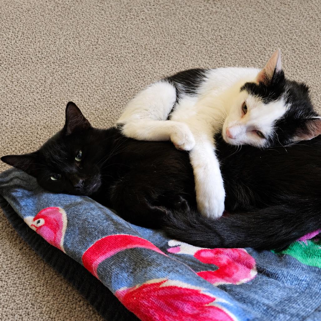 Enlarge Shucks, a Adoptable Domestic Short Hair in Edwardsville, IL image 3/3